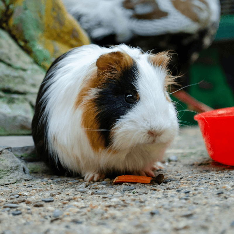 Complete Hamster Mix (500g)
